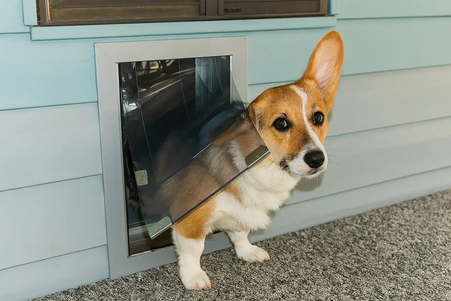 Pet Door Installation in Wall Texas – Through-Wall Dog Door Installer