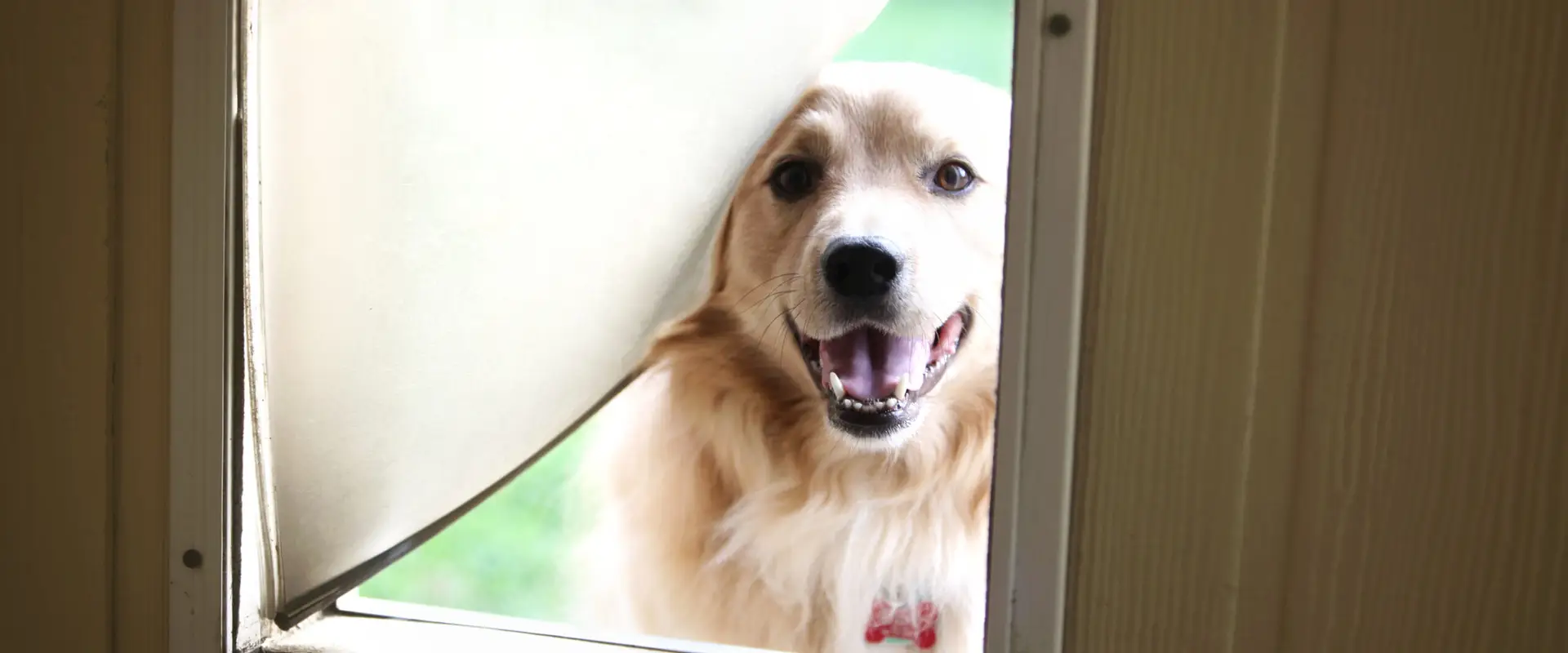 Storm Door Dog Door Installation Texas – Pet Door for Storm Doors