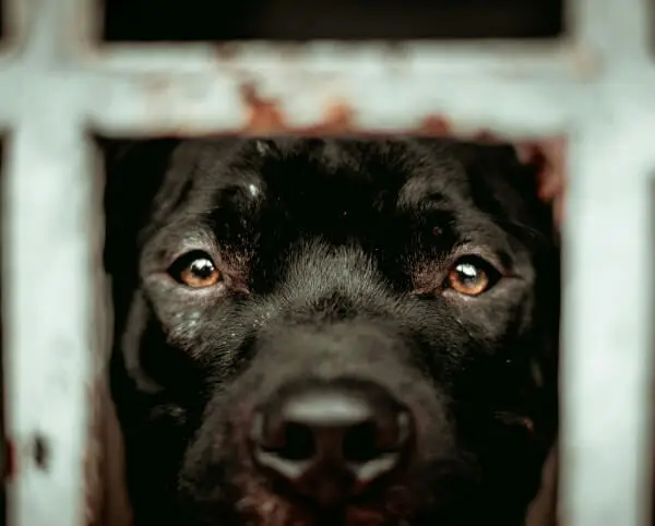 A Portion of All Proceeds gets Donated to No-Kill Shelters | Portal Pros